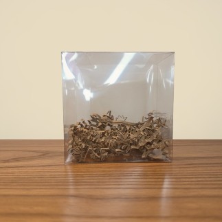 Boîte Transparente pour Pokéballs et Skeleton