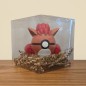 Pokéball Goupix / Vulpix